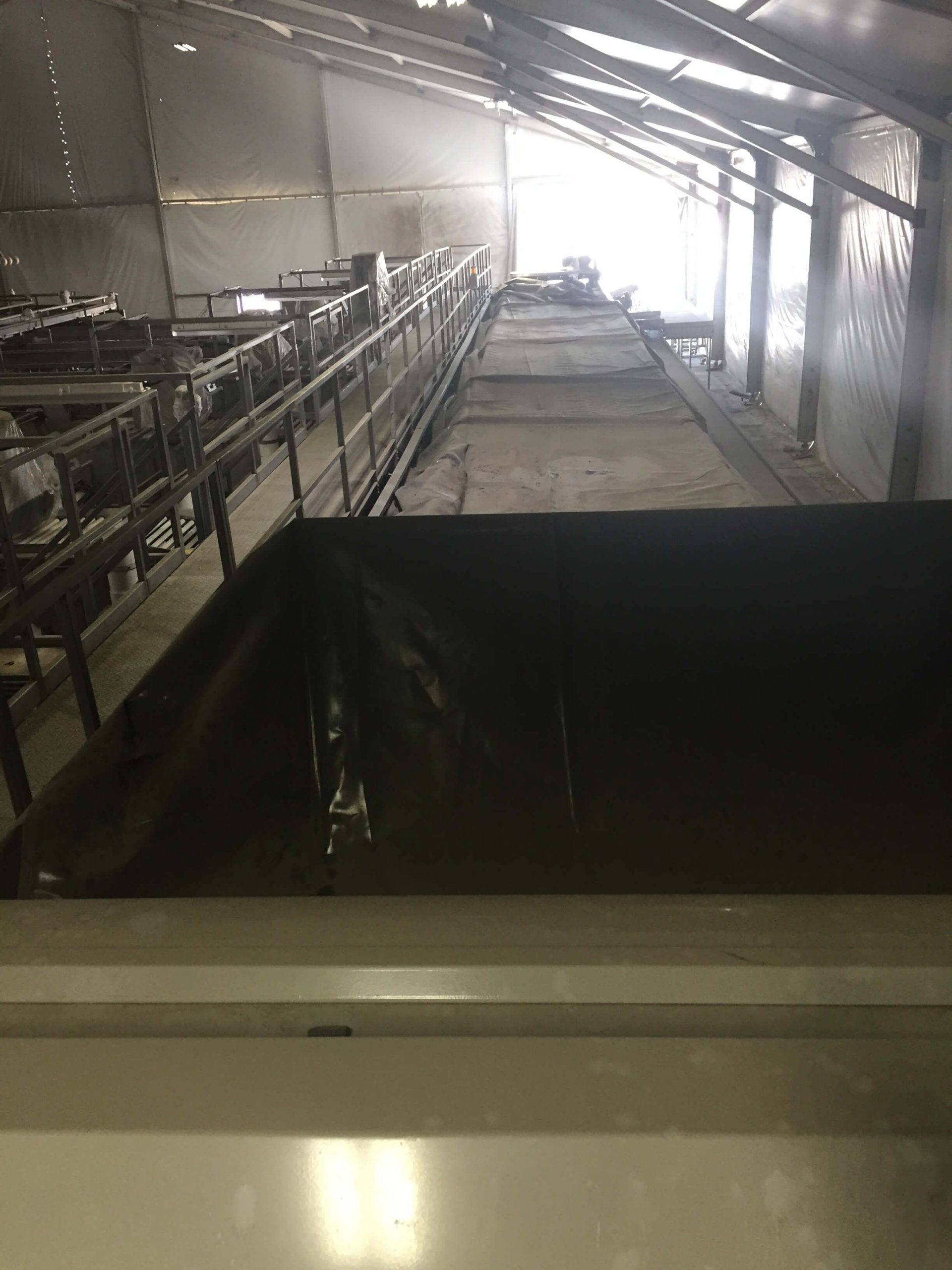 MAF RODA Presorting and Packing Line for Round Fruit image 14