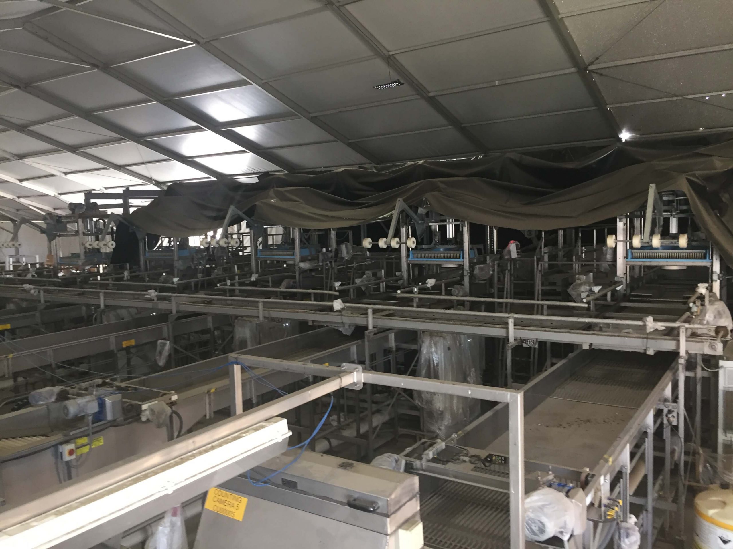 MAF RODA Presorting and Packing Line for Round Fruit